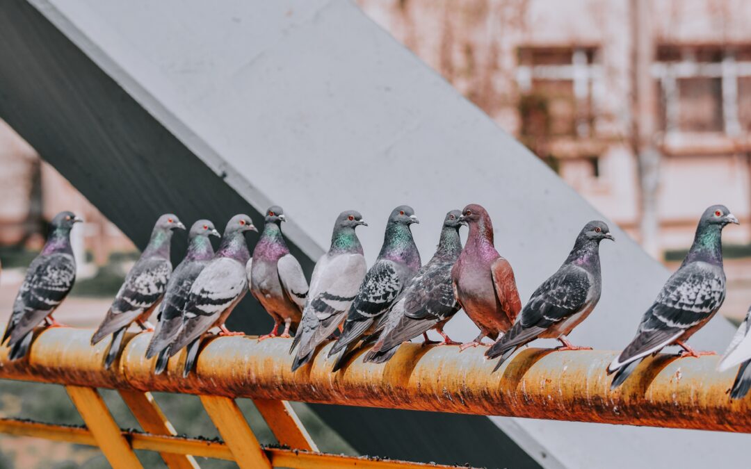 Birds – A Natural Nuisance