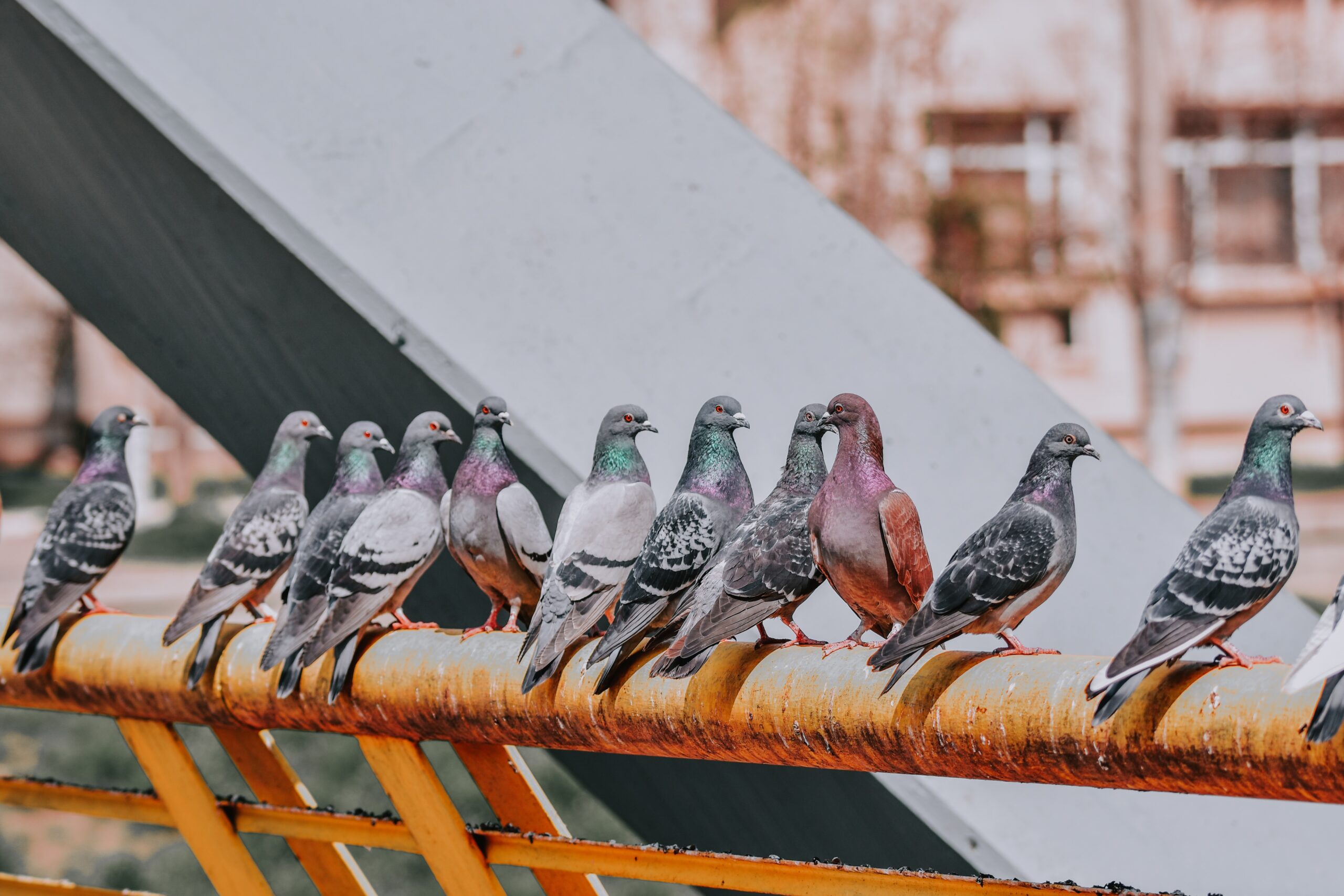 Birds – A Natural Nuisance